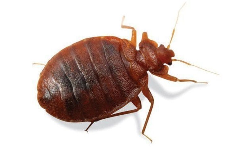 231-klop-postelnyj-obshchie-svedeniya-min